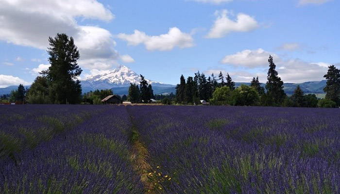 Scenic view of a lavender field with trees and mountains in the background