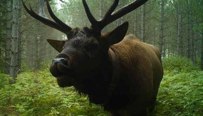 Close-up view of an elk standing in a lush forest