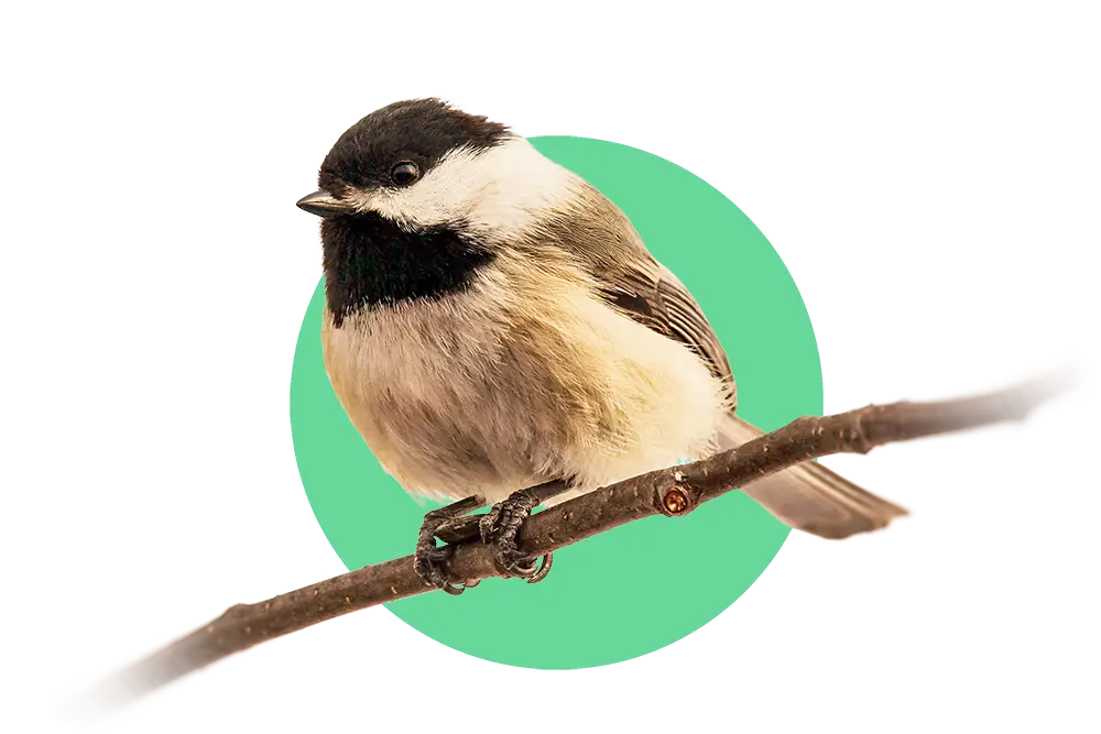 Black-capped chickadee, Poecile atricapilla, holding sunflower seed with feet. Photo by Sylvie Bouchard