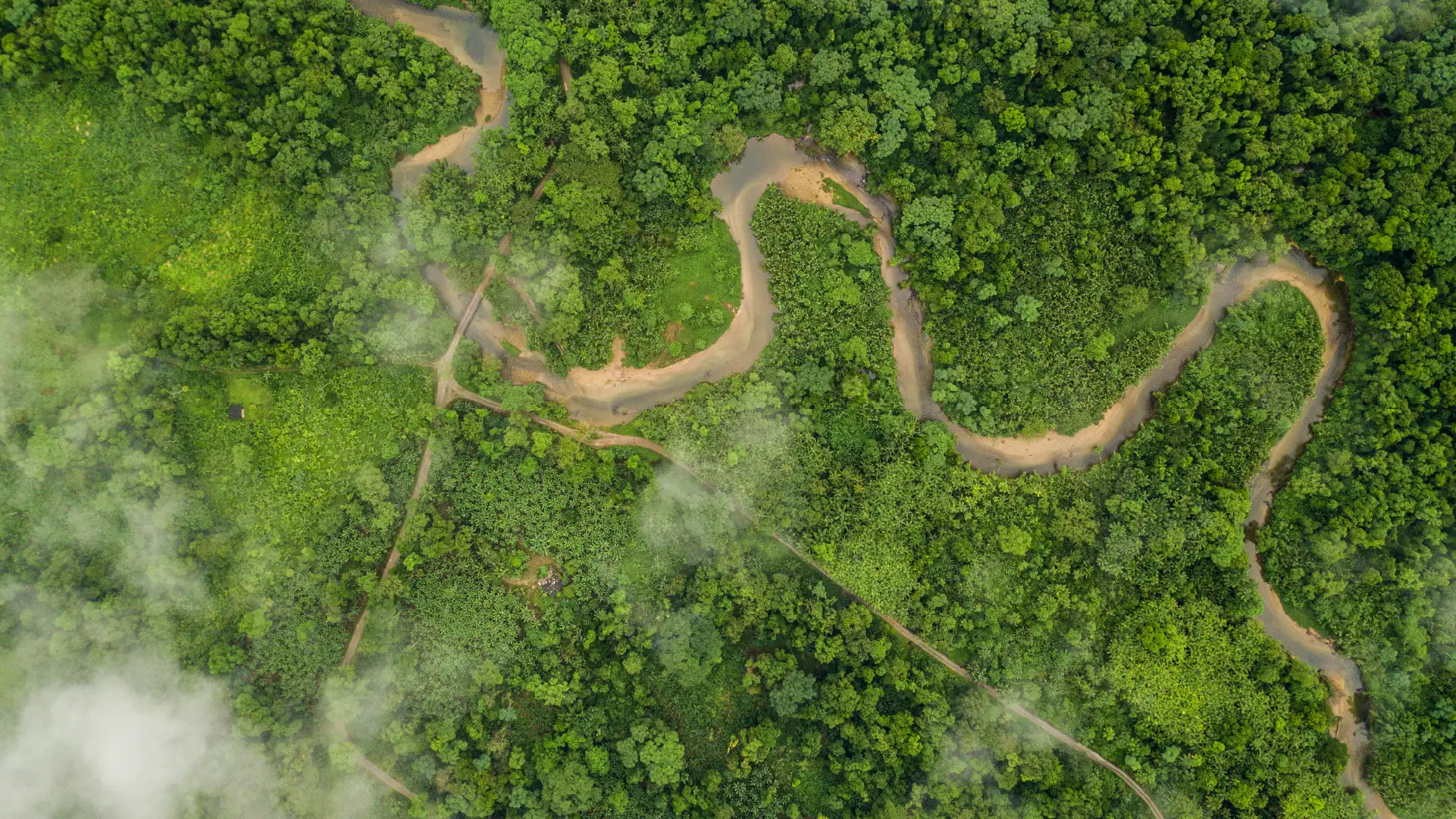 Small roads criss-crossing the Amazon rainforest.