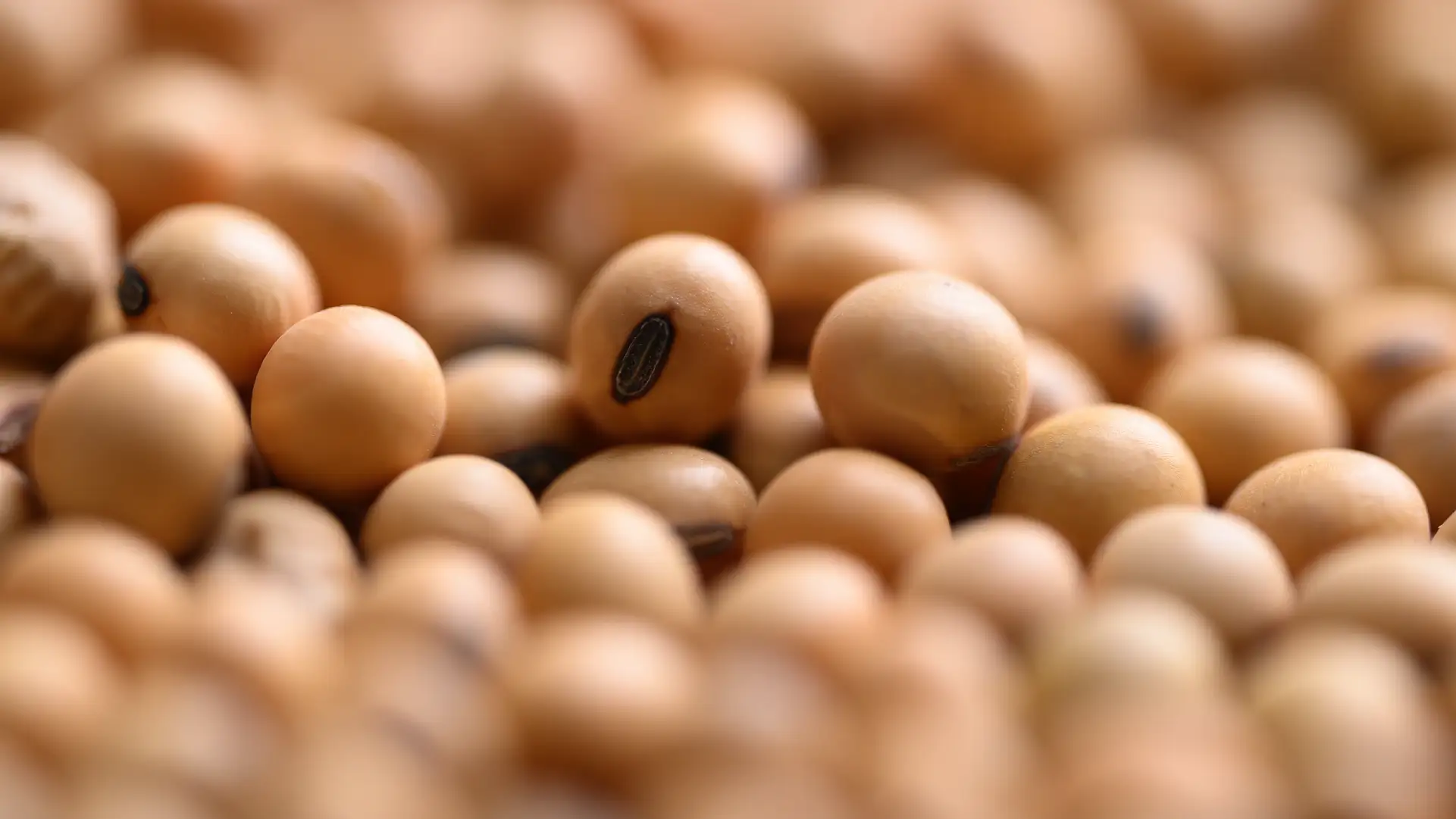 Soybeans close up view.