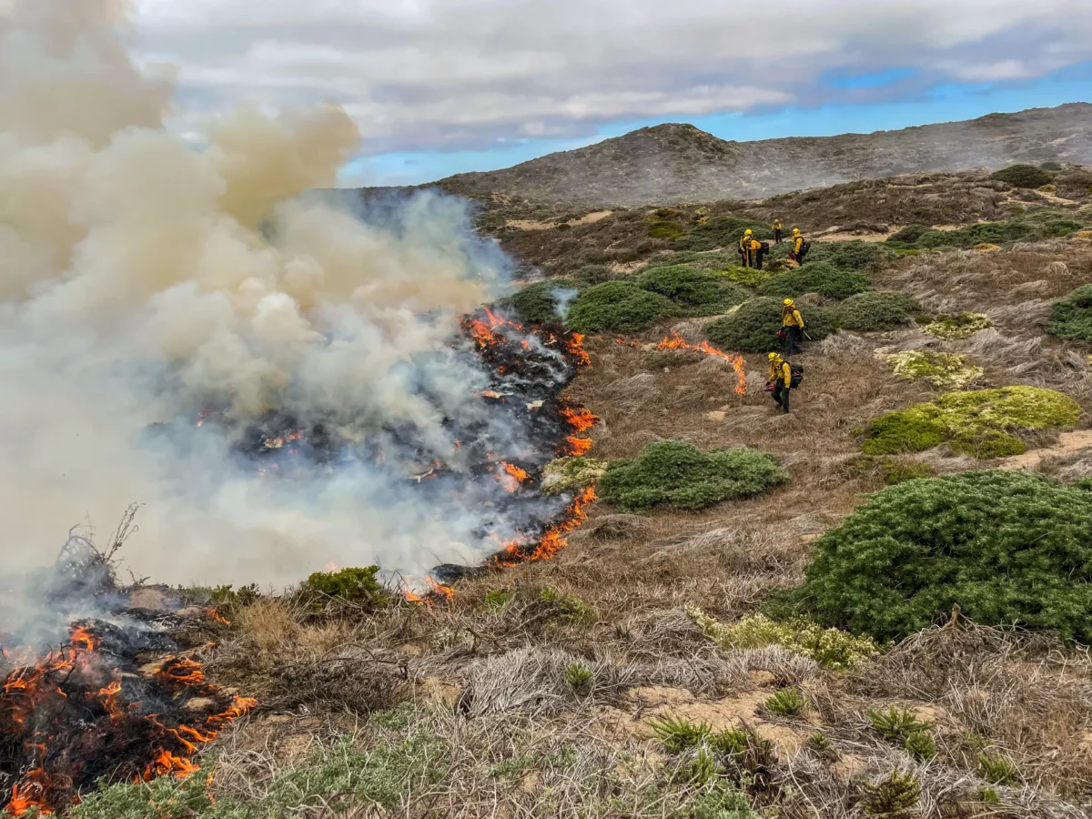 California State Parks crewmembers conduct firing operations on a prescribed burn at Manchester State Park near Point Area, CA in Fall 2023.