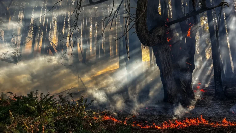 Fire gently carries through a coastal redwood grove in Sonoma Coast State Park near Jenner, CA in Winter 2025.