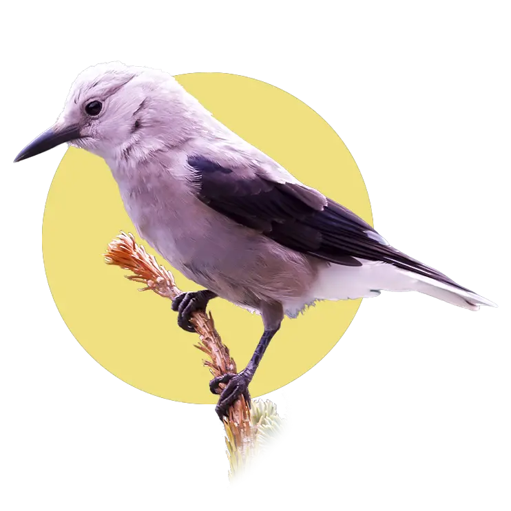Clark's Nutcracker