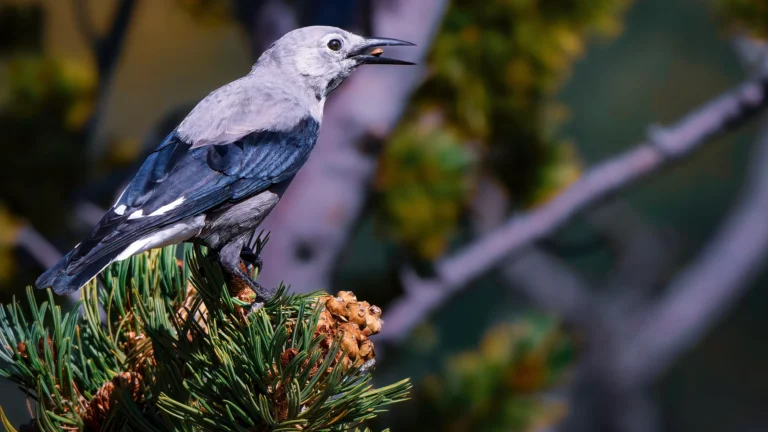 Clark's Nutcracker with a seed in it's mouth.