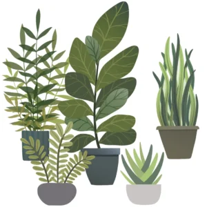 House plants