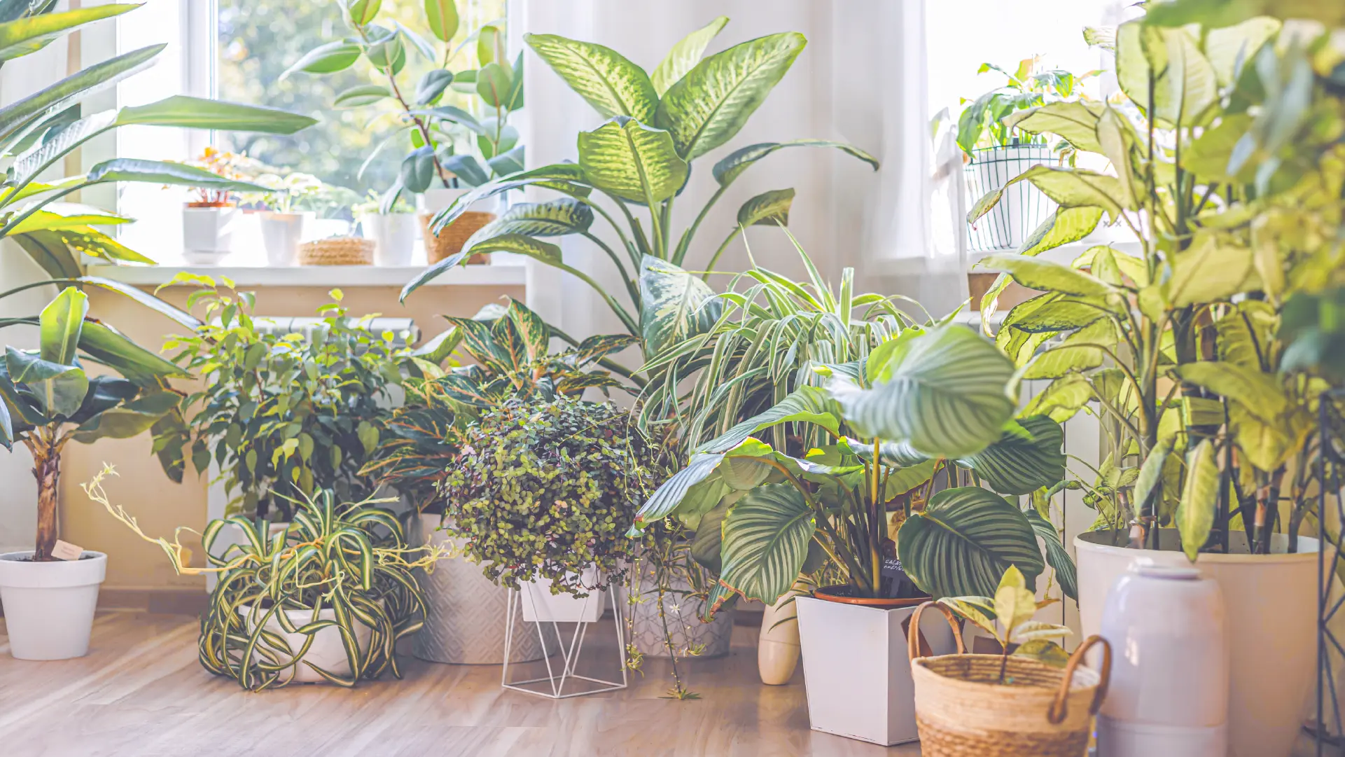 Indoor house plants as sun pours through big windows.