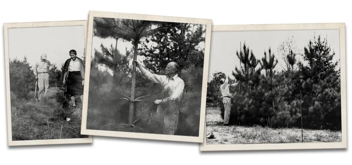 Leopold and the pine trees that were planted.