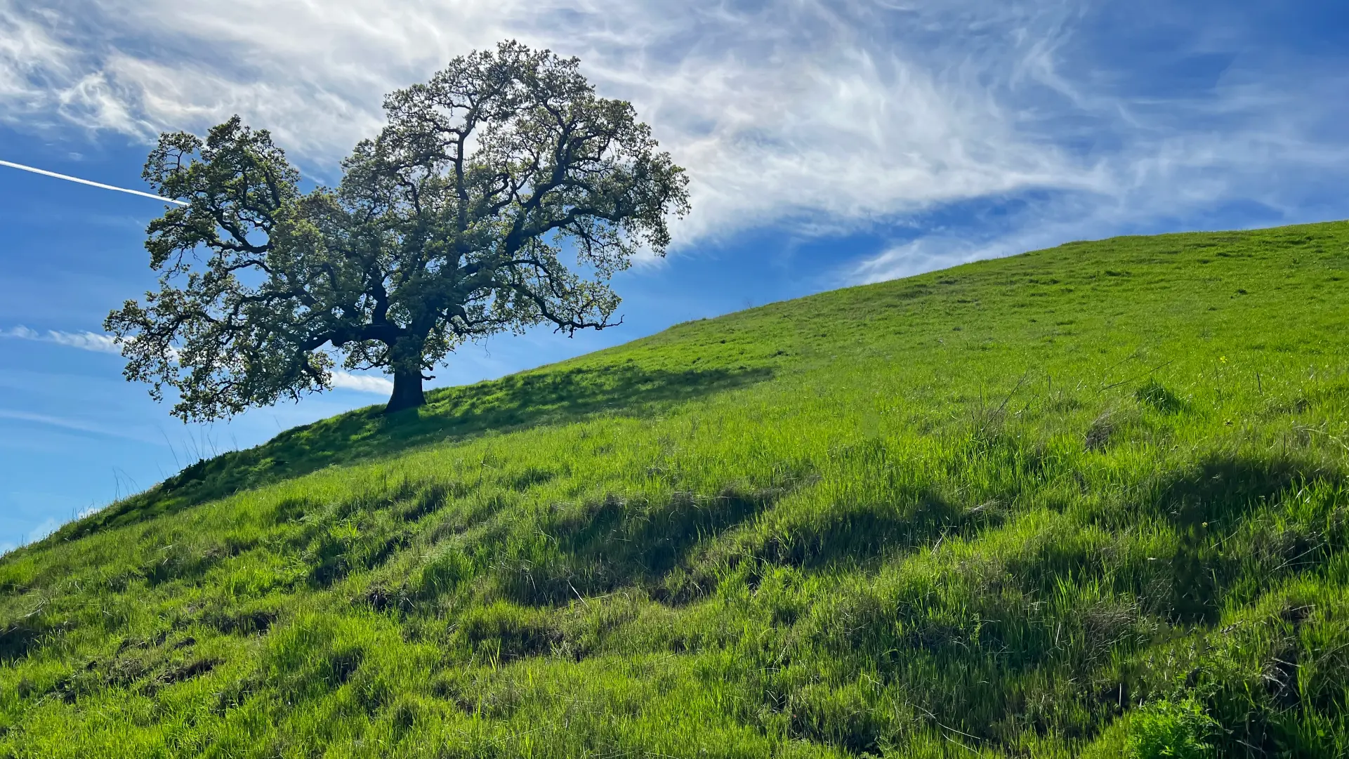 Oak tree on the side of a hill