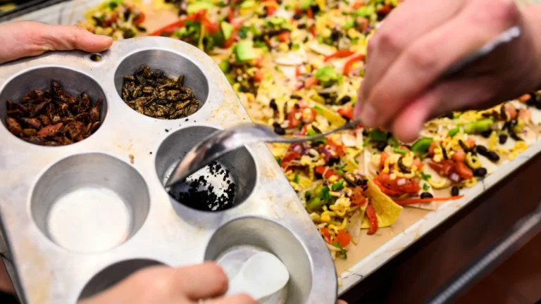 Participants sprinkle a mix of dried insect ingredients on a sheet of nachos being made during a Cooking with Insects workshop held in the kitchen of the Food Applications Lab in Babcock Hall. Photo by Jeff Miller