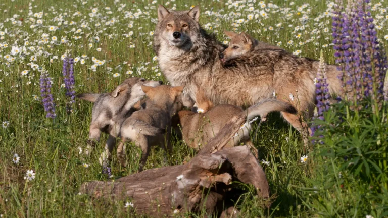 A pack of gray wolves