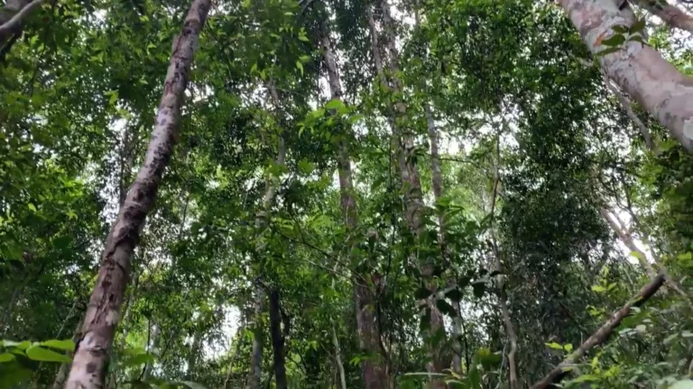 Rainforest looking up to the canopy