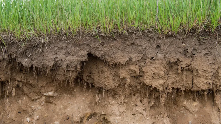 Layered features of vertically exposed prairie soil.