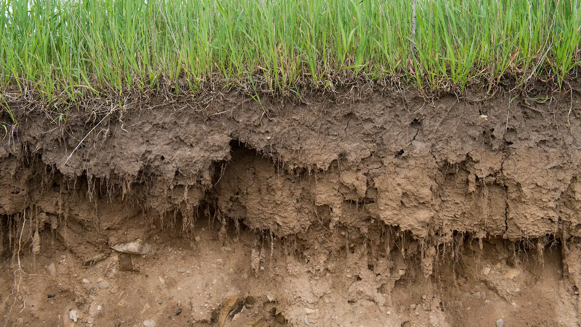 Layered features of vertically exposed prairie soil.