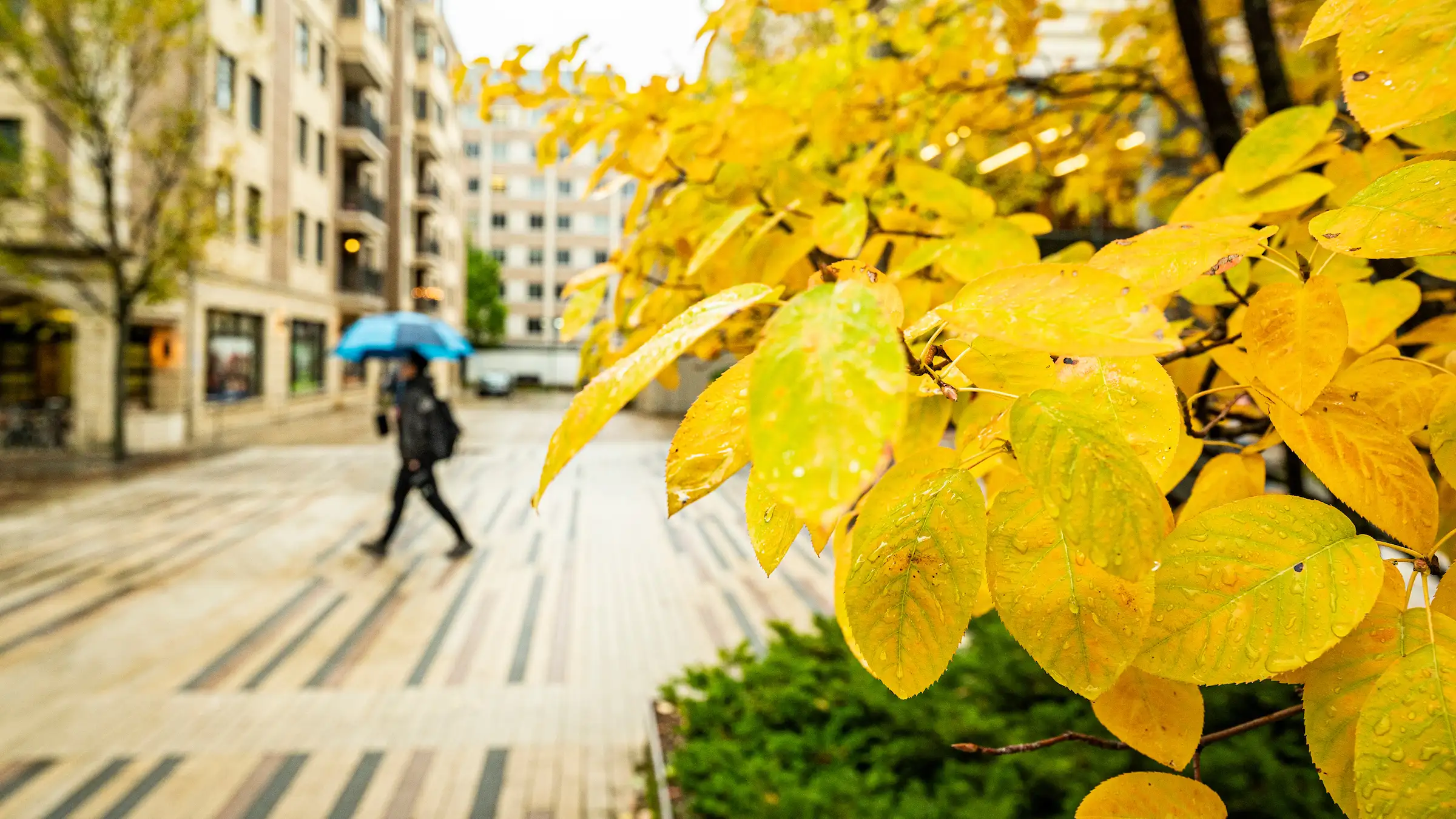 Bright yellow leaves extend from a tree branch on a rainy fall day.