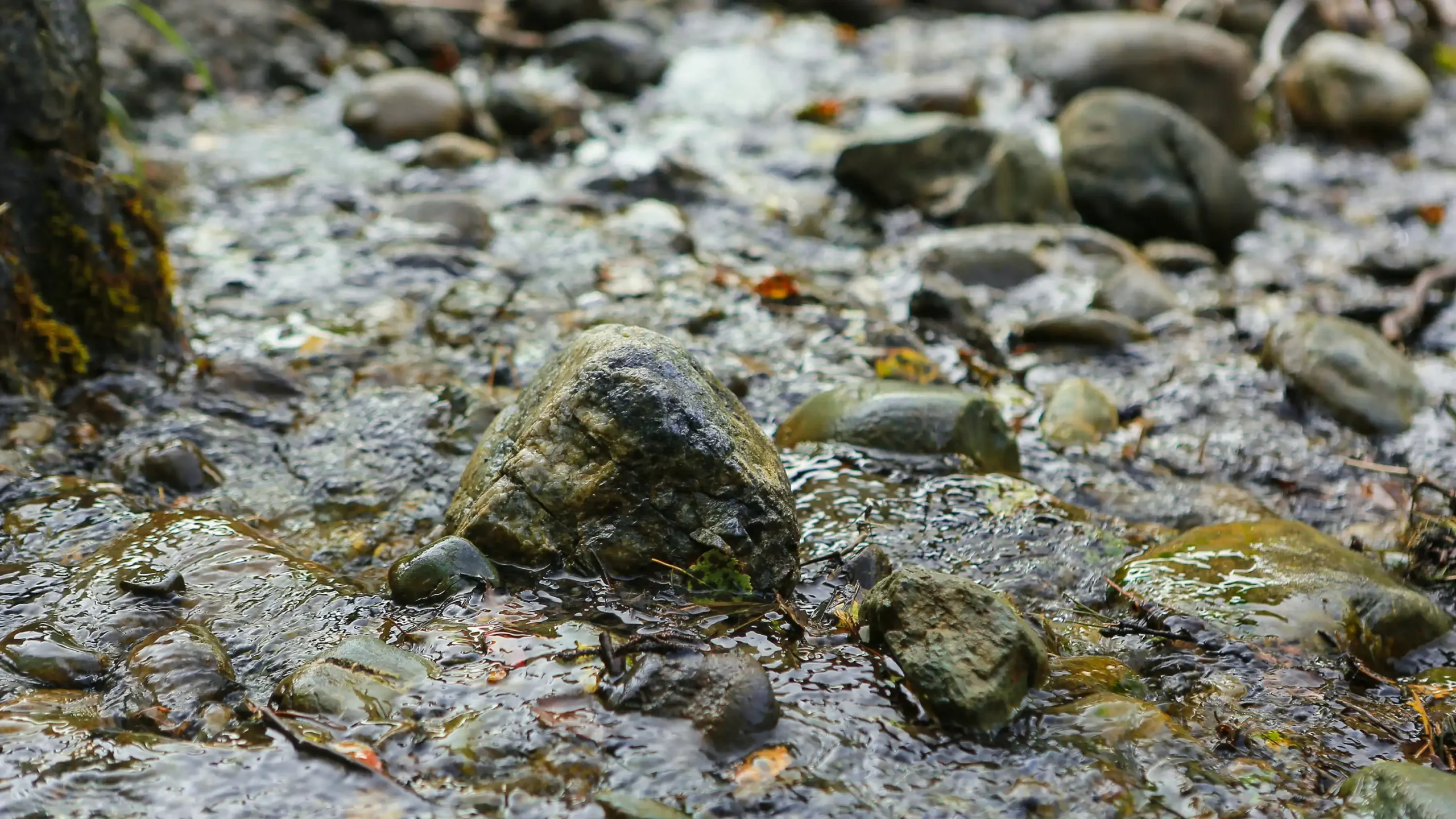 Natural spring water flowing over smooth rocks and moss.