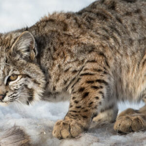 Bobcat. Photo by iStock / Jillian Cooper