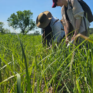 WRM students Alayne Kulp and Madilyn Marti examine sedge meadow vegetation in the wetland near Fancy Creek, following a modified Rapid Floristic Quality Assessment (RFQA) protocol. Photo by Norman Arif Muhammed