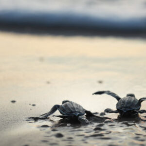 Freshly hatched Leatherback turtles head to the sea.