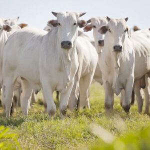 Nellore cattle grazing in the field at sunset. Photo credit: Mato Grosso do Sul, Brazil | iStock