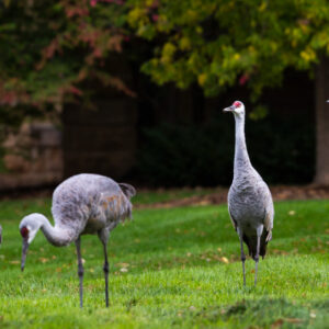 Sandhill cranes on campus.