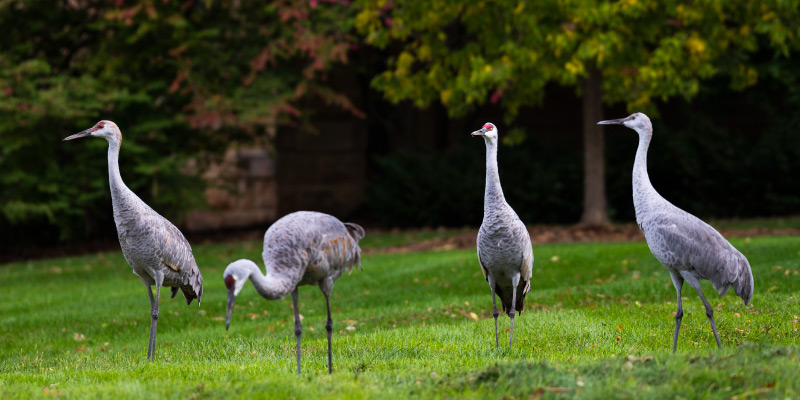 Sandhill cranes on campus.