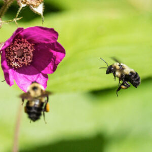 Bumble bees fly around flowers at the UW-Madison Arboretum. Photo by Leo Kim/University Communications
