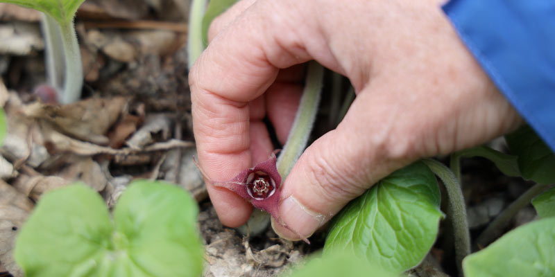 Eve Emschwiller, professor of botany, carefully points out wild ginger (Asarum canadense) during a guided spring wildflower walk.
