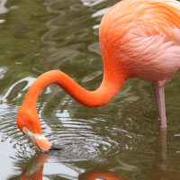 Flamingos strain their food by pushing mud and water out of the thin membranes on the sides of their bills.