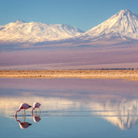 Flamingos inhabit lakes high in the Andes Mountains