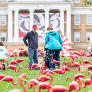 Hundreds of plastic pink flamingos adorn Bascom Hill at the University of Wisconsin–Madison as part of “Fill the Hill” on Oct. 6, 2023. The annual fundraising event is hosted each autumn by the Wisconsin Foundation and Alumni Association (WFAA) and involves placement of pink flamingos on the lawn as a way to visually represent the number of campaign donations received that day. Photo by Taylor Wolfram / UW–Madison