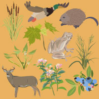 Design made by Klein for the City of Waunakee illustrating species of southern Wisconsin
