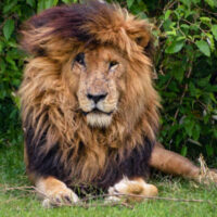 Scarface, the oldest lion found on the Massai Mara National Reserve who passed away in 2021. Photo credit: Grace Chetoo