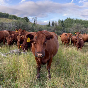 Louchouarn conducted her study on a large cattle ranch outside of Alberta, Canada, in the foothills of Banff National Park. Photo courtesy of Naomi Louchouarn