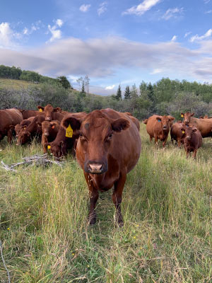 Louchouarn conducted her study on a large cattle ranch outside of Alberta, Canada, in the foothills of Banff National Park. Photo courtesy of Naomi Louchouarn