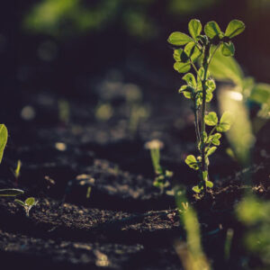 New seedlings growing in soil. Photo by iStock / Daniele Orsi