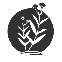 Milkweed