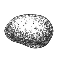 Potato