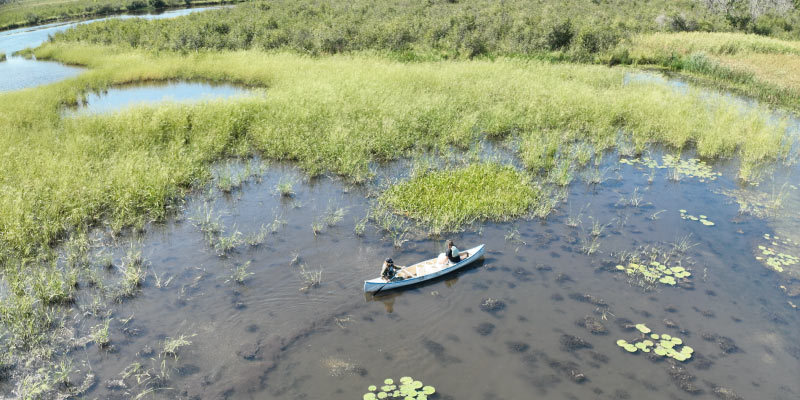 Conaway seeding rice on Poisippi tributary, Pawaheycaneh, west side. Photo courtesy of Jessie Conaway