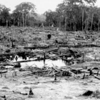 Firestone plantation (B&W): After taking land, the Firestone Plantations Company cut and burned the rainforest to make way for the planting of rubber tree seedlings. Image by Loring Whitman, 1926. Courtesy of Indiana University Libraries.