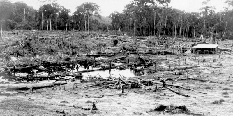 Firestone plantation (B&W): After taking land, the Firestone Plantations Company cut and burned the rainforest to make way for the planting of rubber tree seedlings. Image by Loring Whitman, 1926. Courtesy of Indiana University Libraries.