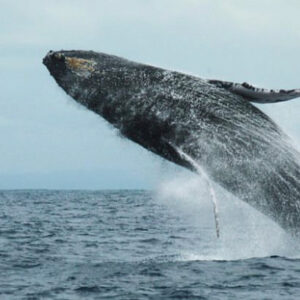 Mueenuddin's career in documentary photography and filmography begins off the coast of Madagascar. Photo courtesy of Nyal Mueenuddin