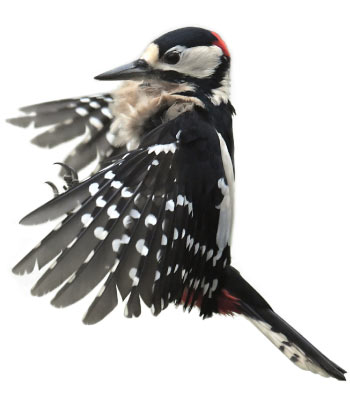 Downy Woodpecker