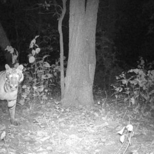 A camera trapped image of a tiger in a Community Forest captured during Team Tiger's recent survey. Photo courtesy of S. Helle and Team Tiger