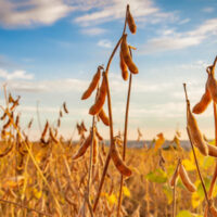 Soybean field. Photo credit: Paulo baqueta