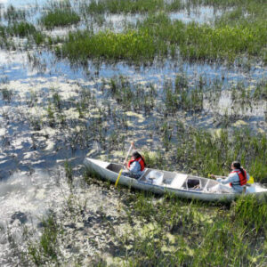 Drone image of Wild Rice seeding, InterTribal Lake Winnebago Mayom - Wild Rice - Revitalization Project. Photo by Cailan Sederquist