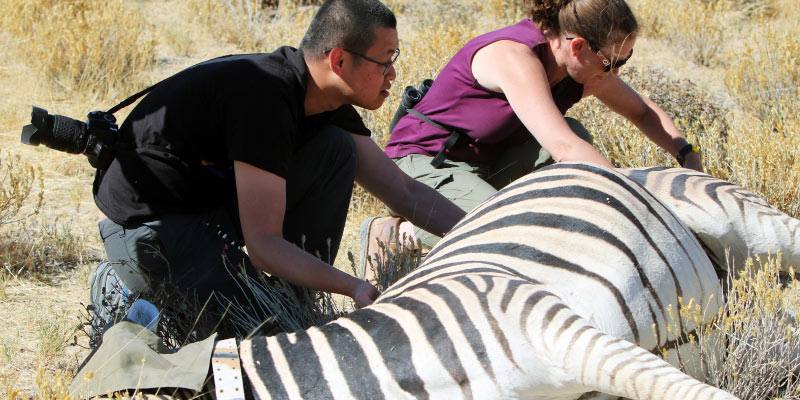 Turner and PhD student Yen-Hua Huang place GPS collars on zebras. Photo courtesy of Wendy Turner