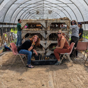 Two Nelson staff members cleaning garlic.