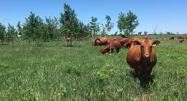 Red Angus cow-calf pairs grazing at Buena Vista Wildlife Area