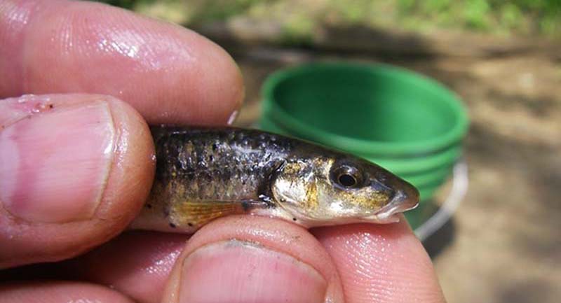 Closeup view of a minnow